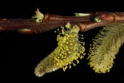 Salix udensis. Male catkin and stem buttress below catkin.
 Image: D. Glenny © Landcare Research 2020 CC BY 4.0